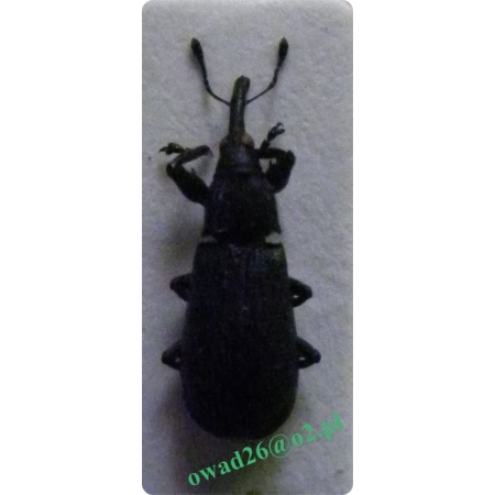 Magdalis violacea (Linnaeus, 1758) Wałczyk fioletowy